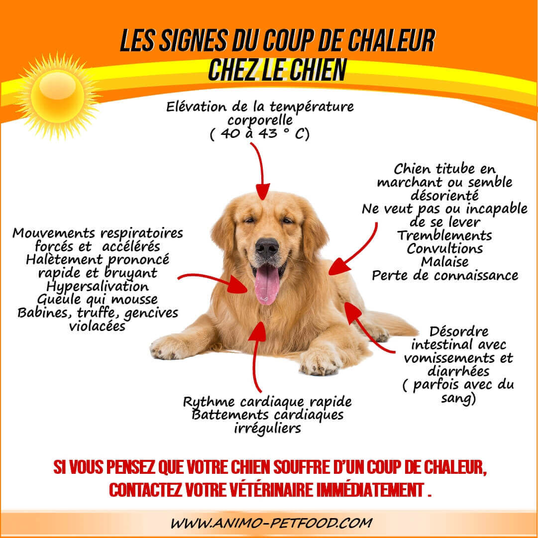 coup de chaleur chez le chien